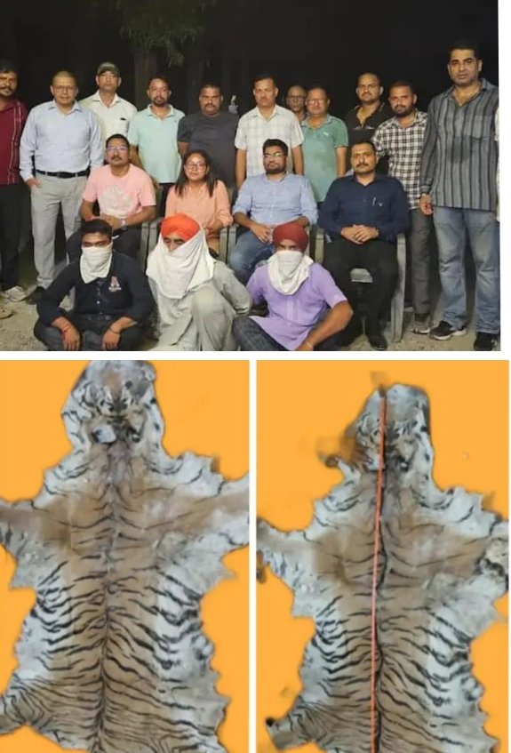 उत्तराखंड: एसटीएफ की टीम ने तीन वन्यजीव तस्करों को बाघ की खाल और हड्डी के साथ किया गिरफ्तार