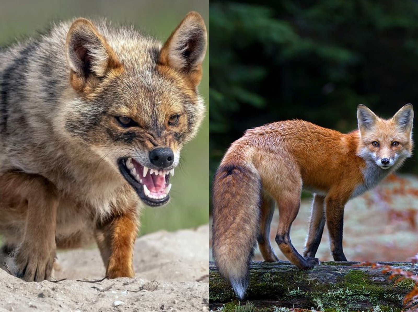 इस राज्य में लोमड़ी और सियार के हमले से होने वाली जनहानि को किया राज्य आपदा घोषित, मिलेगा इतने लाख का मुआवजा