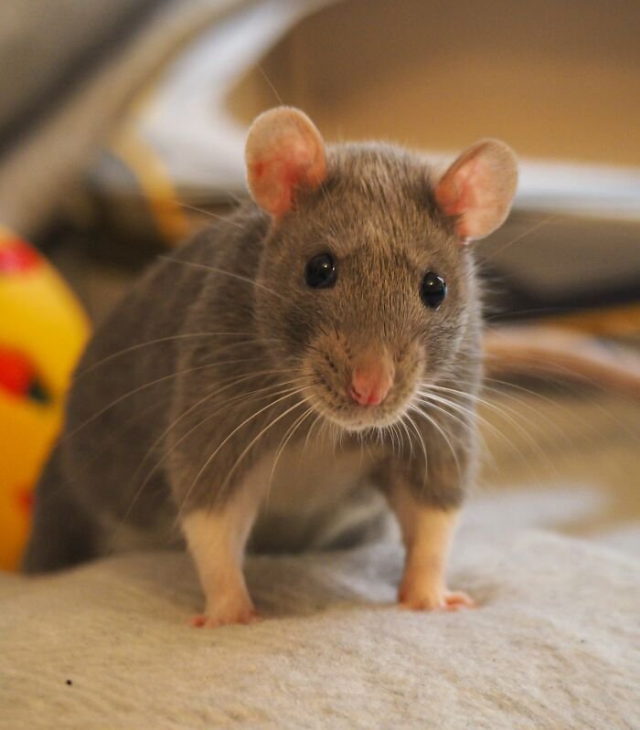 नैनीताल: चूहों की बढ़ती तादाद व उनके बढ़ते आकार से लोग परेशान, कारणों की होगी जांच, चार विभाग करेंगे अध्ययन