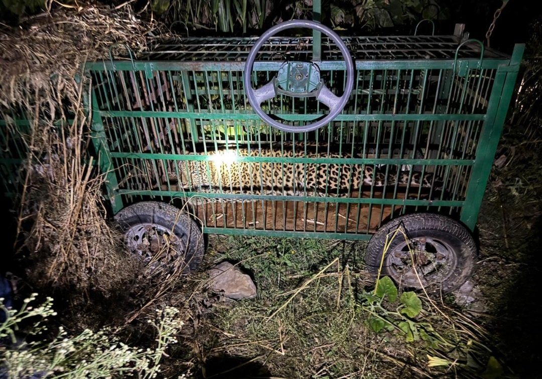 अल्मोड़ा: बख गांव में आतंक का पर्याय बना गुलदार पिंजरे में कैद